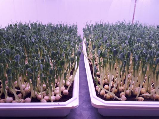 Study finds microgreens are a perfect match for aquaponics